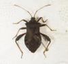 Camptischium clavipes